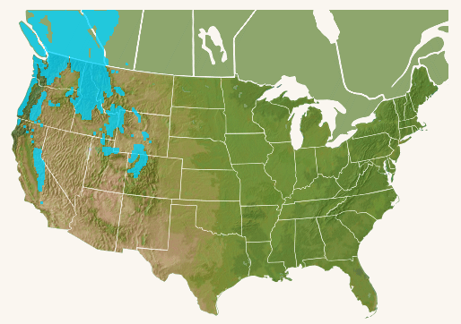 Lodgepole Pine