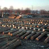 logs, timber, FSC, FSC Certified, PureBond, hardwood plywood, plywood, Columbia Forest Products, Columbia, eco-friendly, veneers