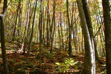 North American Forestland