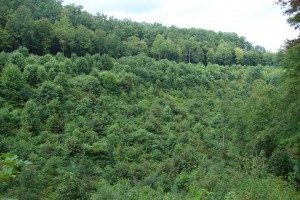Un peuplement d'arbres trois ans après la coupe à blanc. Les arbres régénérés mesurent en moyenne plus d'un mètre quatre-vingt.