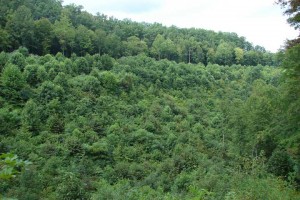 A stand of trees three years after clearcutting. Regenerated growth averages more 6 feet tall.