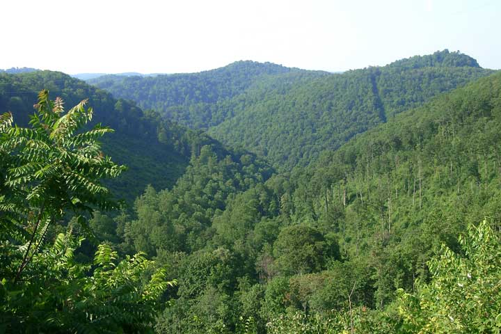 Clearcut section (left) across from another slope (right) that employed Single-tree Selection.