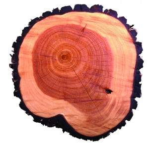 Sap Wood