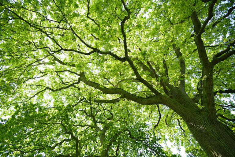 Mighty Oak Tree from below