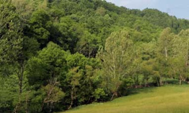 North American Forestland