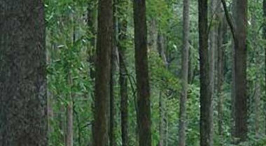 Responsible Forestry Practices