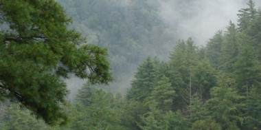 Common Timber Resources